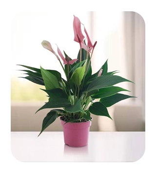 Plants