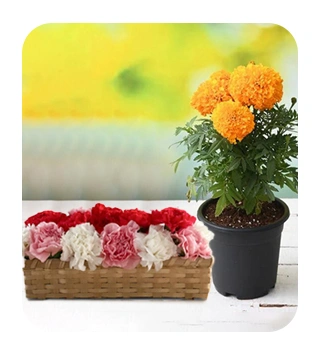 Flowers & Plants